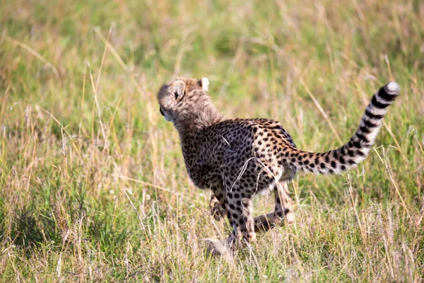 Een Cheetah wandelt tussen gras en struiken in de savanne van Keny — Stockfoto