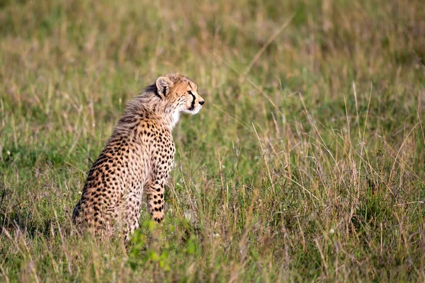 Gepard sedí v travnaté krajině v keňském Savanně — Stock fotografie