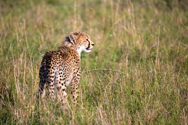 Un guépard marche entre l'herbe et les buissons dans la savane de Keny — Photo