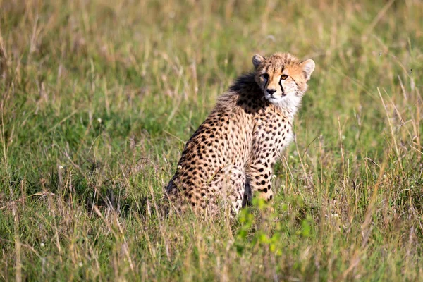 Un ghepardo siede nel paesaggio erboso della savana del Kenya — Foto Stock