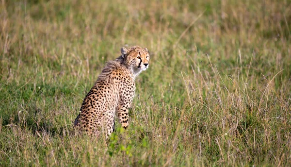 Un guépard se trouve dans le paysage herbeux de la savane du Kenya — Photo