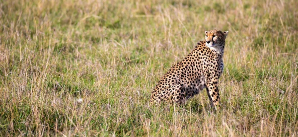 A cheetah sits in the grass landscape of the savanna of Kenya