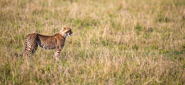 Een Cheetah wandelt tussen gras en struiken in de savanne van Keny — Stockfoto