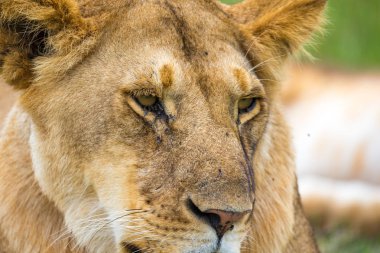 Yakın çekimde genç bir aslan, neredeyse uyuyan bir aslanın yüzü.