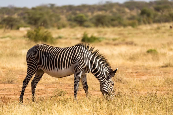 Zebras verdes estão pastando no campo de Samburu, no Quênia — Fotografia de Stock