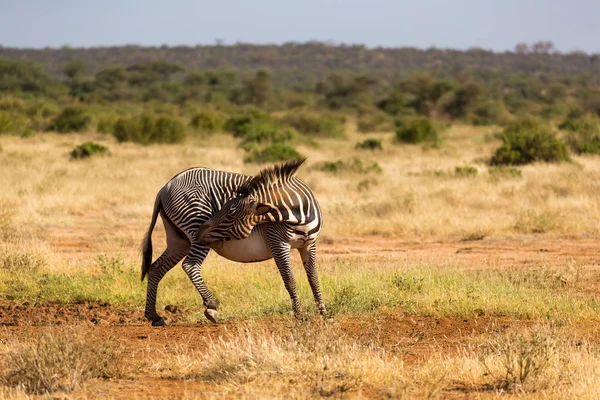 Grevy zebry se pasou na venkově v Keni — Stock fotografie