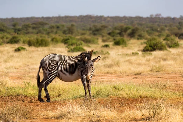 Grauzebras grasen in der Landschaft von Samburu in Kenia — Stockfoto