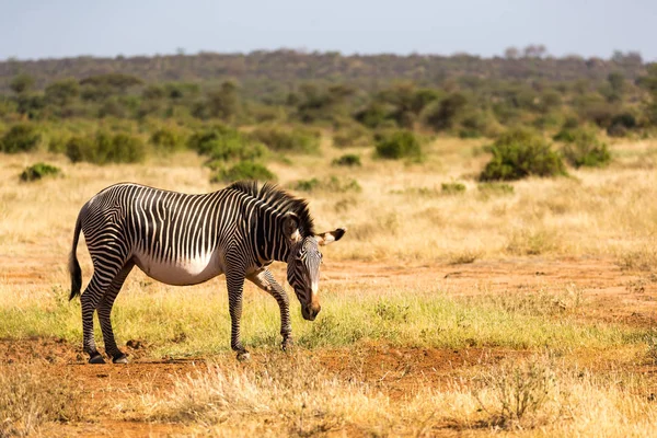 Zebras verdes estão pastando no campo de Samburu, no Quênia — Fotografia de Stock
