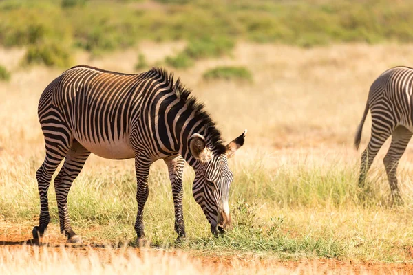 Grevy zebras are grazing in the countryside of Samburu in Kenya — Stock Photo, Image