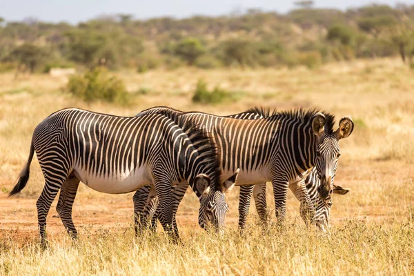 Zebras verdes estão pastando no campo de Samburu, no Quênia — Fotografia de Stock