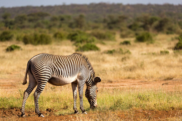 A Grevy zebras are grazing in the countryside of Samburu in Kenya