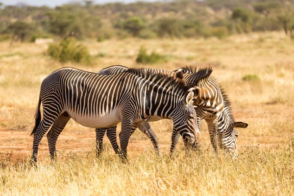 Le zebre grevy pascolano nelle campagne di Samburu in Kenya — Foto Stock