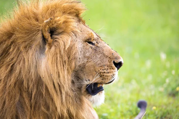 Un primo piano del volto di un leone nella savana del Kenya — Foto Stock