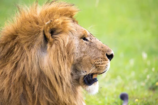 Un primo piano del volto di un leone nella savana del Kenya — Foto Stock