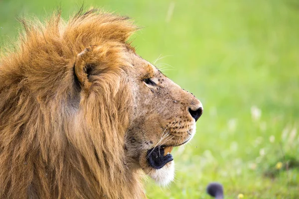 Un primo piano del volto di un leone nella savana del Kenya — Foto Stock