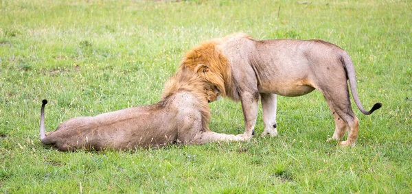 Due grandi leoni si mostrano le loro emozioni nella savana o — Foto Stock