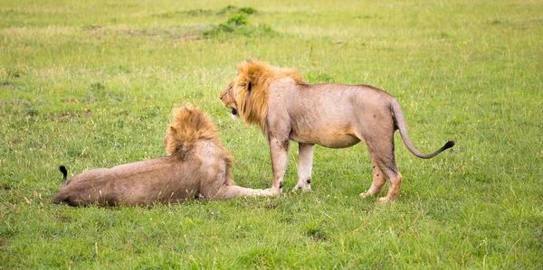 Dois leões grandes mostram as suas emoções um ao outro na savana o — Fotografia de Stock