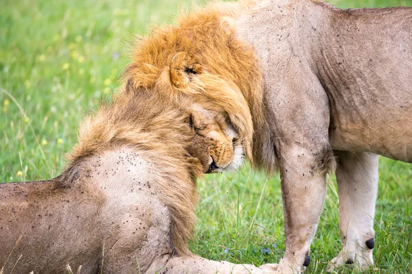 Two big lions show their emotions to each other in the savanna o — Stock Photo, Image