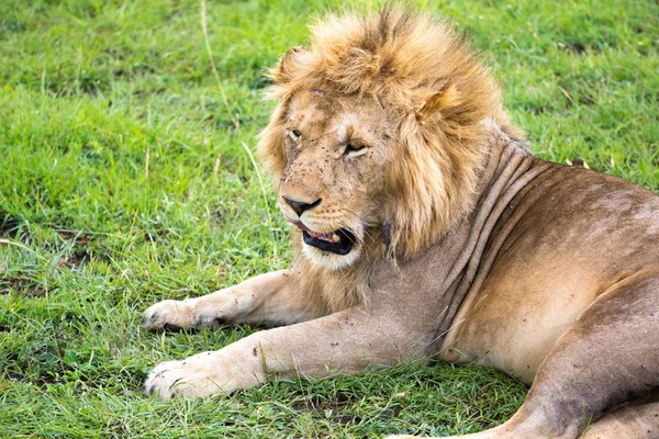 Un gran león yace en la hierba en medio del paisaje de un —  Fotos de Stock