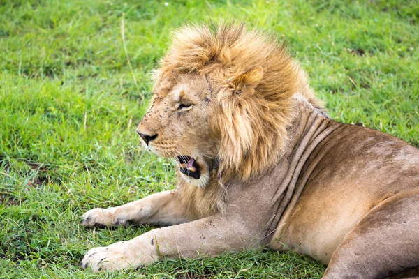 Um leão grande encontra-se na grama no meio da paisagem de um — Fotografia de Stock