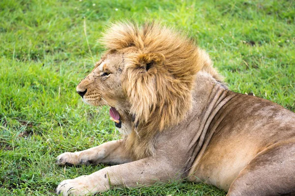 Ένα μεγάλο λιοντάρι βρίσκεται στο γρασίδι στη μέση του τοπίου ενός — Φωτογραφία Αρχείου