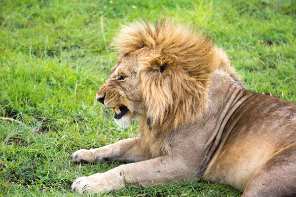 Duży lew leży w trawie w środku krajobrazu — Zdjęcie stockowe