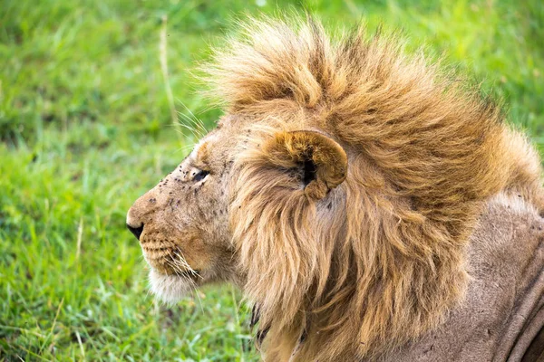 Um close-up da face de um leão na savana do Quênia — Fotografia de Stock