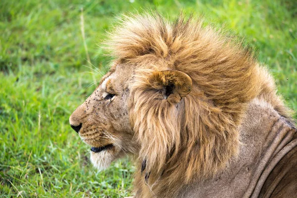 Um close-up da face de um leão na savana do Quênia — Fotografia de Stock