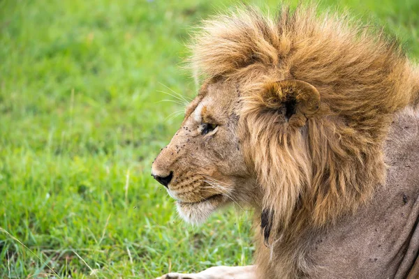 Um close-up da face de um leão na savana do Quênia — Fotografia de Stock