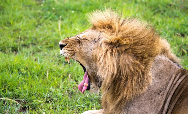 Un león en el primer plano de los bostezos —  Fotos de Stock