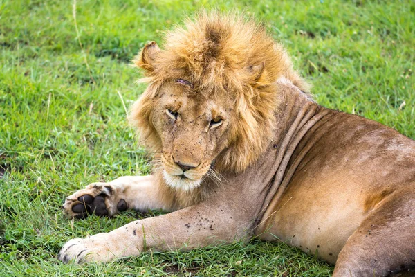 Un grande leone giace nell'erba in mezzo al paesaggio di un — Foto Stock