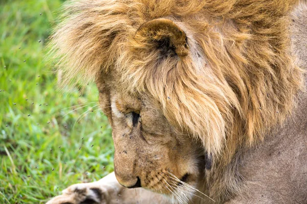 Um close-up da face de um leão na savana do Quênia — Fotografia de Stock