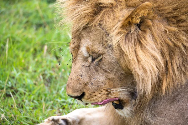 A close-up of the face of a lion in the savannah of Kenya — Stock Photo, Image