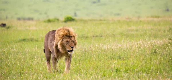大きな雄のライオンがサバンナを歩いている — ストック写真