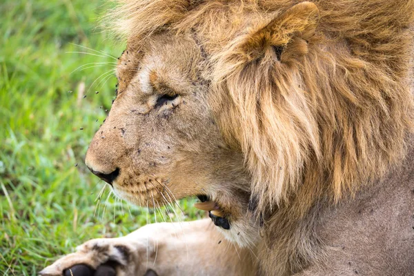 A close-up of the face of a lion in the savannah of Kenya — Stock Photo, Image