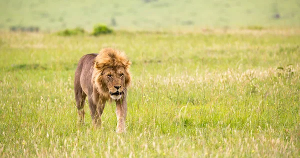 Büyük bir erkek aslan savanada yürüyor. — Stok fotoğraf