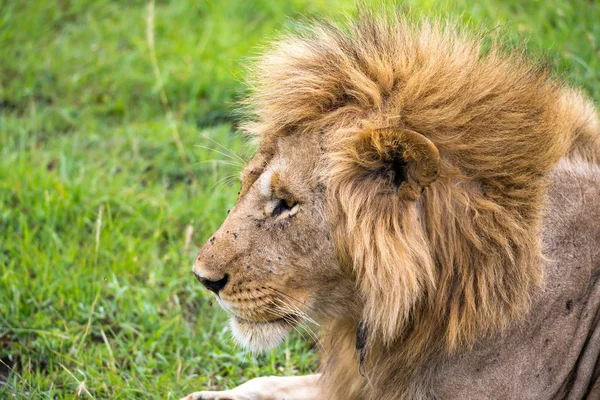 Um close-up da face de um leão na savana do Quênia — Fotografia de Stock