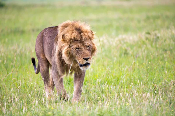 Büyük bir erkek aslan savanada yürüyor. — Stok fotoğraf