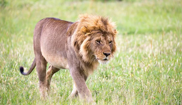 Un grosso leone maschio cammina nella savana — Foto Stock