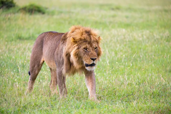 Büyük bir erkek aslan savanada yürüyor. — Stok fotoğraf