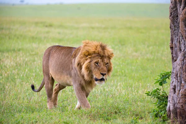 Um grande leão macho está andando na savana — Fotografia de Stock