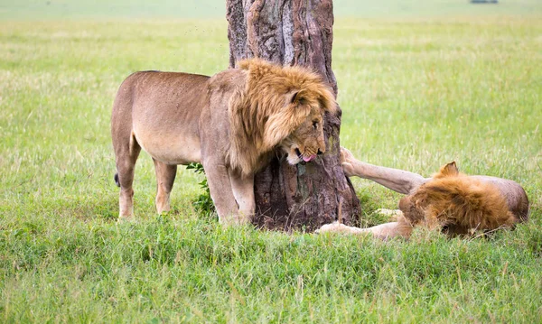 Due grandi leoni si mostrano le loro emozioni nella savana o — Foto Stock