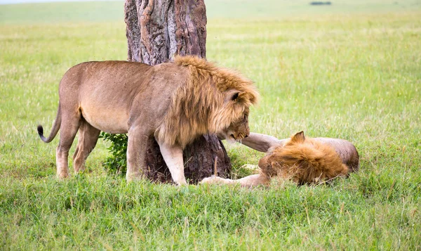 Dva velcí lvi vykazují své emoce v Savanně o — Stock fotografie