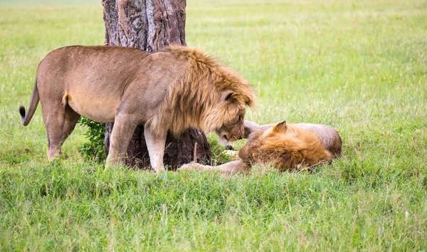 Dos grandes leones muestran sus emociones entre sí en la sabana o —  Fotos de Stock