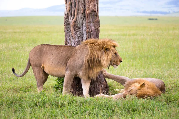 Two big lions show their emotions to each other in the savanna o