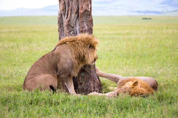 Two big lions show their emotions to each other in the savanna o — Stock Photo, Image