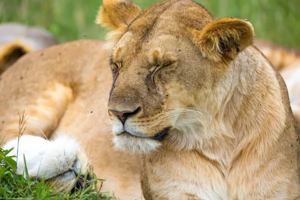 A young lion in close-up, the face of a nearly sleeping lion — Stock Photo, Image
