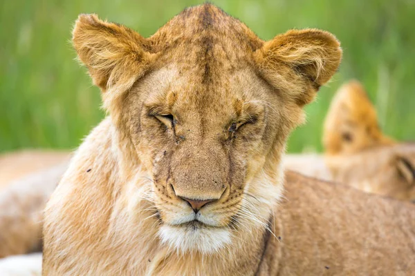 Un jeune lion en gros plan, le visage d'un lion presque endormi — Photo