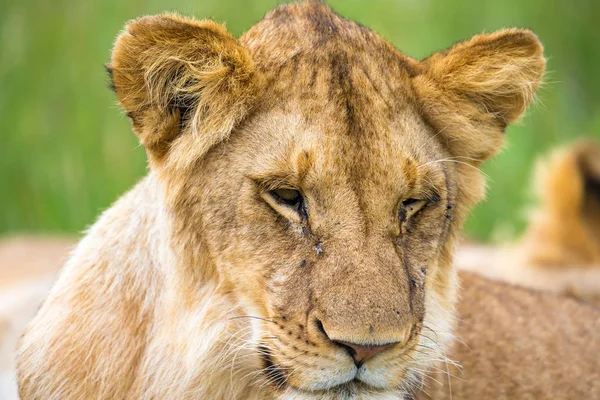 Een jonge leeuw in close-up, het gezicht van een bijna slapende Leeuw — Stockfoto