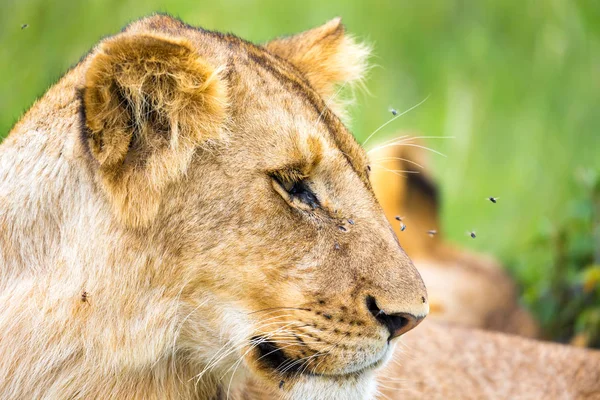 Un león joven en primer plano, la cara de un león casi dormido — Foto de Stock